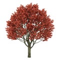 Tree isolated. Acer griseum Royalty Free Stock Photo