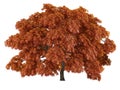Tree isolated. Acer japonicum