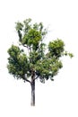 Tree isolated background,Iron wood tree is deciduous isolated on Royalty Free Stock Photo