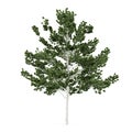 Tree isolated. Betula