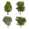 Tree isolated collection on white background, tropical tree isolated collection Royalty Free Stock Photo