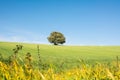 Tree isolated on a green field, under a clean blue sky