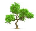 Tree isolated with high detailed leaves