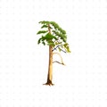 Tree illustration on white background
