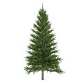 Tree isolated. Pinus fir-tree