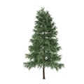 Tree isolated. Pinus sylvestris fir-tree