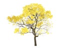 Tree isolated. Tabebuia chrysantha Royalty Free Stock Photo