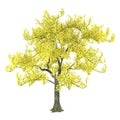 Tree isolated. Tabebuia chrysantha Royalty Free Stock Photo