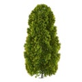 Tree isolated. Thuja