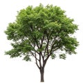 Tree on transparent background Royalty Free Stock Photo