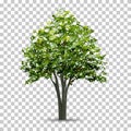 Tree isolated on transparent background with soft shadow.