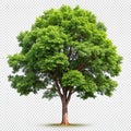 Tree isolated on transparent or white background Royalty Free Stock Photo