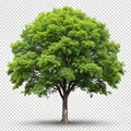 Tree isolated on transparent or white background Royalty Free Stock Photo