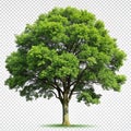 Tree isolated on transparent or white background Royalty Free Stock Photo