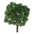 Tree isolated. Ulmus Royalty Free Stock Photo