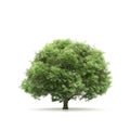 Tree isolated on a white background