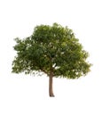 Tree isolated on white background