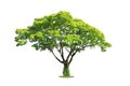 Tree isolated on white background. Clipping path. Royalty Free Stock Photo