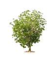 Tree isolated on white background with clipping path