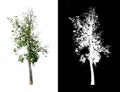 tree isolated on a white background with clipping path and alpha channel