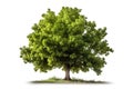Tree isolated on white background with clipping path and shadow. This is a computer generated and 3d rendered picture. Royalty Free Stock Photo