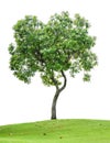 Tree isolated on white background with grass field Royalty Free Stock Photo