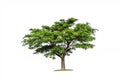 Tree isolated on white background high resolution for graphic de