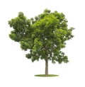 The Tree isolated on white background high resolution for graphic decoration, suitable for both web and print media