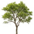 Tree isolated on white background Royalty Free Stock Photo
