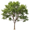 Tree isolated on white background Royalty Free Stock Photo