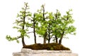 Tree isolated on white background, larch forest