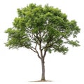 Tree isolated on white background Royalty Free Stock Photo