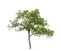 Tree isolated on a white background Royalty Free Stock Photo