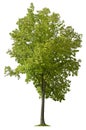 Cut out Tree. Green tree in summer isolated Royalty Free Stock Photo