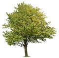 Cut out Tree. Green tree in summer isolated Royalty Free Stock Photo