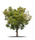 Tree isolated on white background realistic with shadow in high quality clipping mask, tropical tree Royalty Free Stock Photo