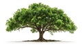 Tree isolated on white background with soft shadow. This image elements furnished by