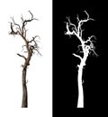 Dead tree that are isolated on a white background are suitable for both printinga Royalty Free Stock Photo