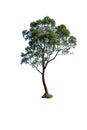 tree isolated with white background, ucalyptus tree australia