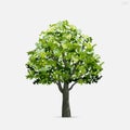 Tree isolated on white background. Use for landscape design, architectural decorative. Park and outdoor object idea. Vector