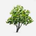 Tree isolated on white background. Use for landscape design, architectural decorative. Park and outdoor object idea. Vector