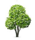 Tree isolated on white background. Use for landscape design, architectural decorative. Park and outdoor object idea. Vector