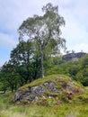 Tree in isolation on hill Royalty Free Stock Photo