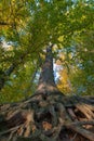 Tree with its roots in the light of the evening sun. Royalty Free Stock Photo