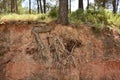 Tree with its roots out of the ground