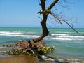 Tree and its washed root at Caspian sea coast