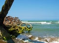 Tree and its washed root at Caspian sea coast