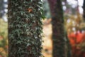 Autumn leaves of ivy climbing spruce Royalty Free Stock Photo
