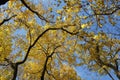 Tree in japanese garden