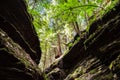 Tree in the jungle. green fern leaves.